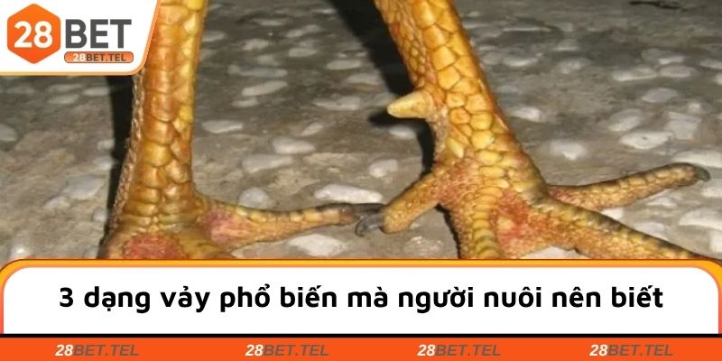 3 dạng vảy phổ biến mà người nuôi nên biết