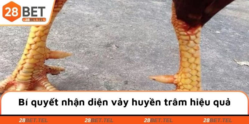 Bí quyết nhận diện vảy huyền trâm trên gà hiệu quả