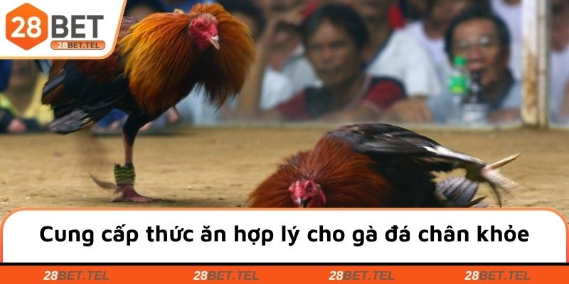Cung cấp thức ăn hợp lý cho gà đá chân khỏe
