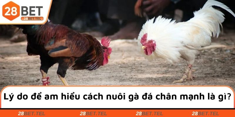 Lý do để am hiểu cách nuôi gà đá chân mạnh là gì?