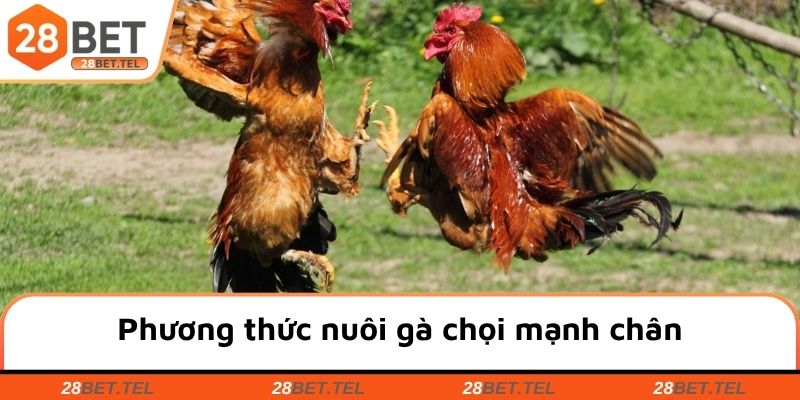 Phương thức nuôi gà chọi mạnh chân mà sư kê nên áp dụng