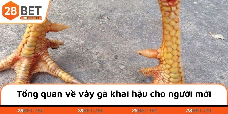 Tổng quan về vảy gà khai hậu cho người mới